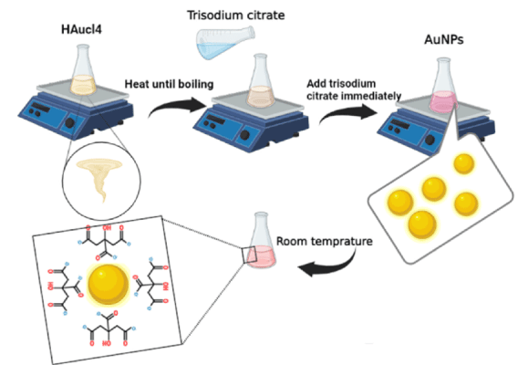 Here is a detailed scientific illustration showing the role of citric acid in the synthesis of gold nanoparticles using the Turkevich method. The image visually represents the reduction of gold ions by citric acid, the formation of gold nanoparticles, and the stabilization provided by citrate ions. Each step is clearly labeled, providing an easy-to-understand visual explanation of the process. This image is a perfect addition to the web page content, helping to clarify the roles of citric acid in gold nanoparticle synthesis.